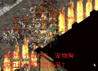 传奇道士道术高,宠物狗实力也会随之增强吗? 传奇道士道术高,宠物狗实力也会随之增强吗?